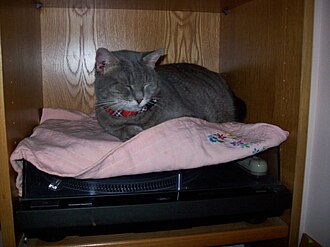 My she-cat Melina while disagreeing with my intention to listen to some music, 21 August 2010